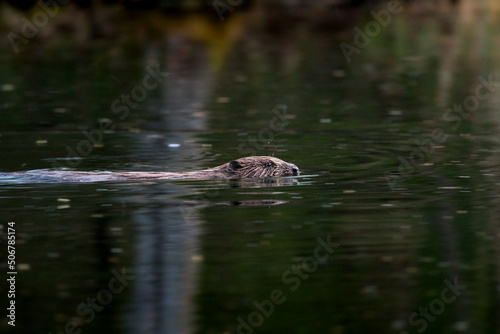 swimming beaver in the Aare in Belpau