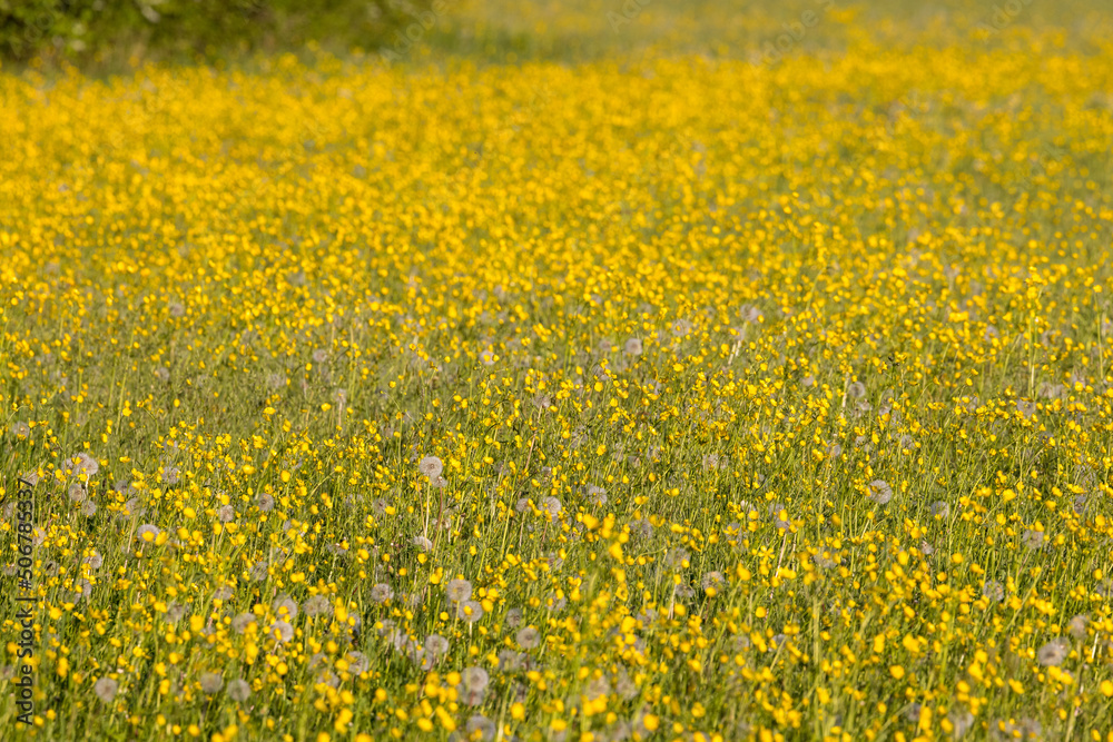 biodiverse field full of yellow wildflowers in Switzerland biodiverse field full of yellow wildflowers in Switzerland