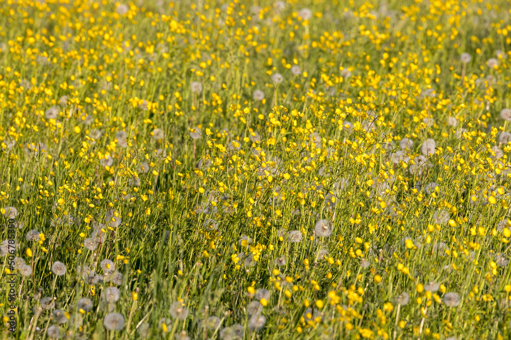 Fototapeta premium biodiverse field full of yellow wildflowers in Switzerland