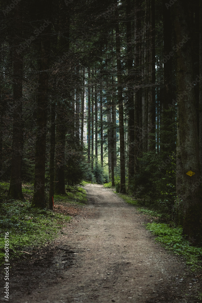 Fototapeta premium path through lush green spring forest in Emmental