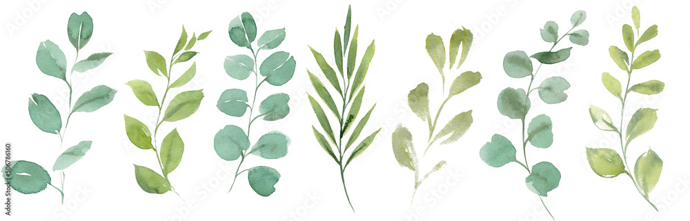 Clipart eucalyptus and green leaves.