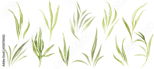 Greenery wild herbs and leaves. Watercolor clipart.