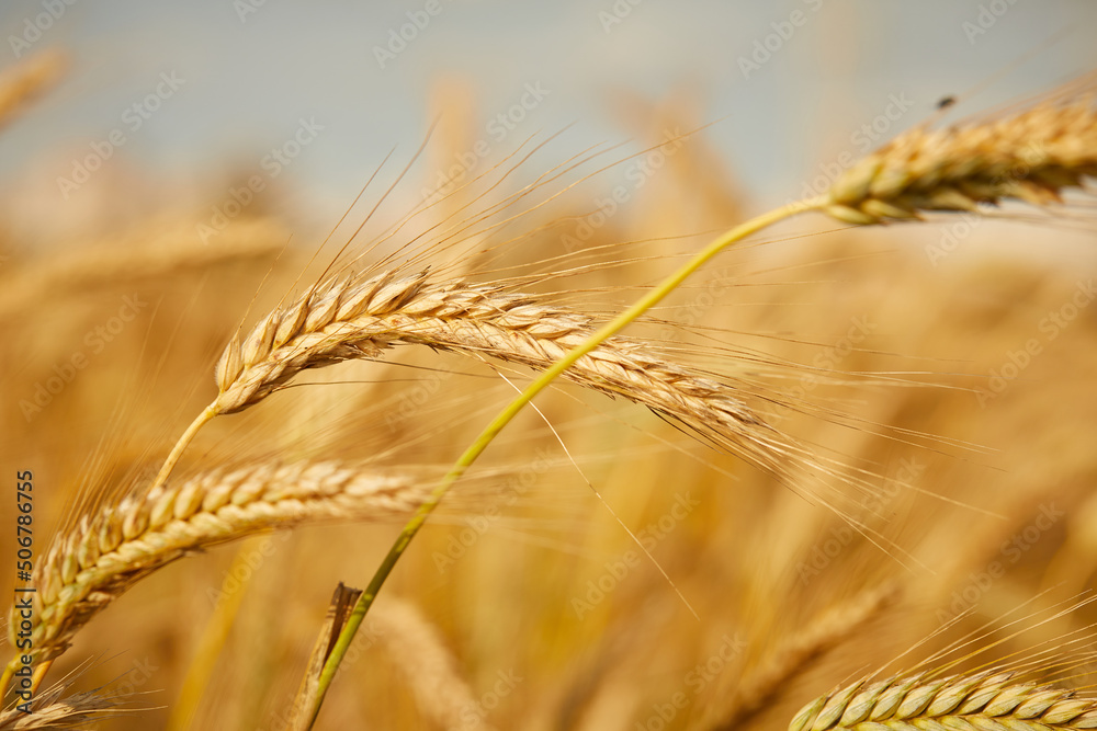 Wheat field. Ears of golden wheat. Wheat field. Ears of golden wheat.