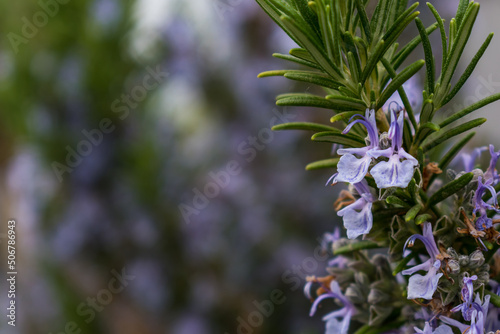 Purple rosemary herb blossoming in the garden, rosmarinus officinalis, with space for text photo