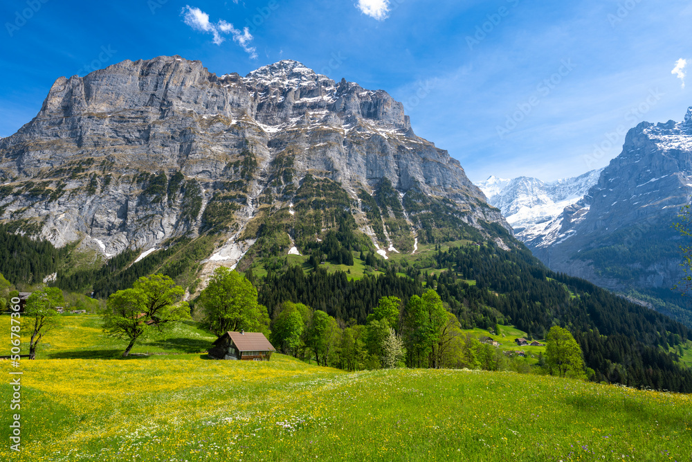 alpine meadow with flowers under Alps mountains in Grindelwald in Switzerland