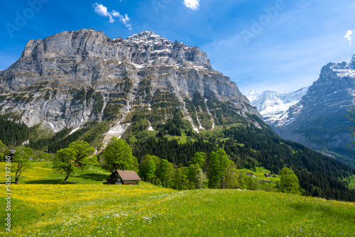 Obraz na płótnie alpine meadow with flowers under Alps mountains in Grindelwald in Switzerland w salonie