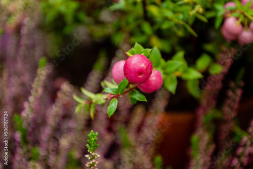 Pernettya mucronata pink berries on twig close up photo