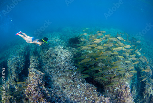 Wallpaper Mural Girl diving among a big school of mediterranean fishes (Sarpa salpa) Torontodigital.ca