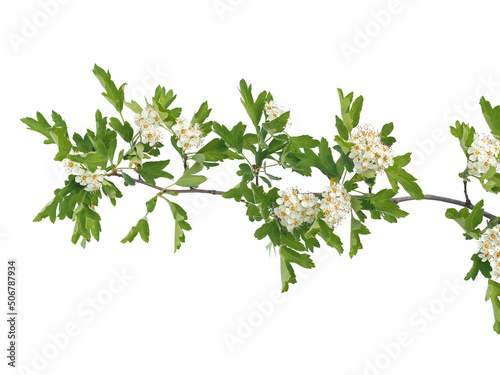 Hawthorn branch with white flowers isolated, Crataegus Monogyna