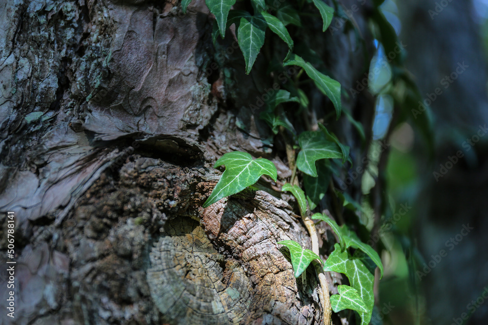 Beautiful ivy climbing on a tree. Beautiful ivy climbing on a tree.