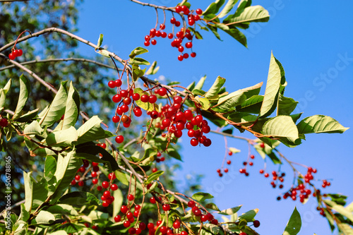 Bright red berries on a branch with green leaves against a clear blue sky