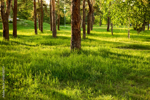 Juicy and bright green grass on the lawn lit by the evening sun in the middle of tree trunks in the park
