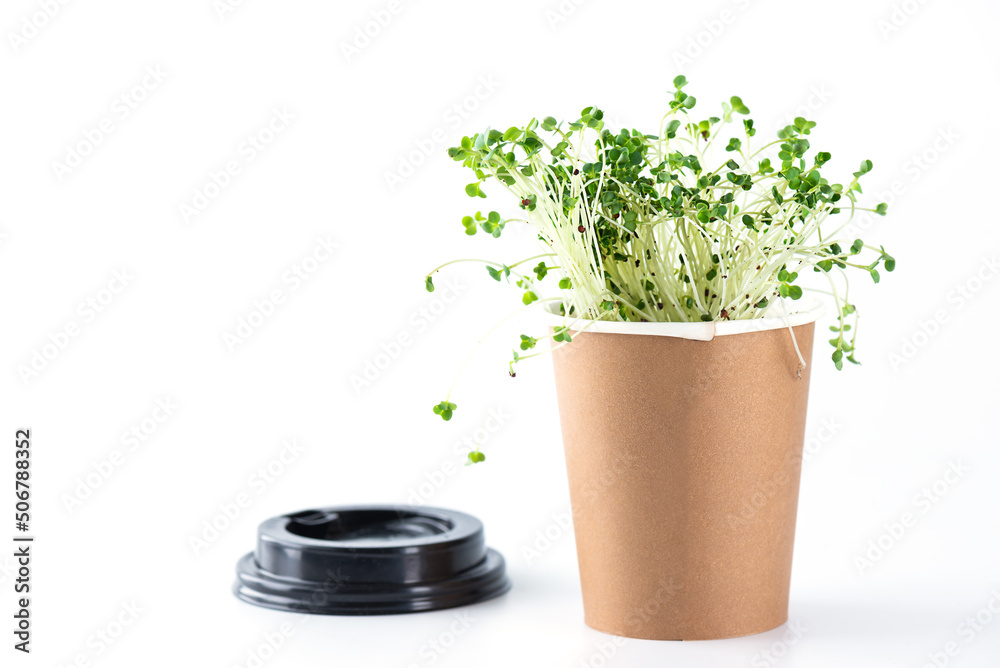 Sprouts of micro greens in a paper cup on a white background. Zero ...