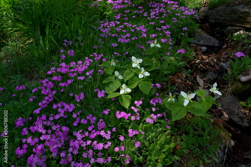 Fototapeta Naklejka Na Ścianę i Meble -  春の林の下でピンク色のサクラソウの花が咲く