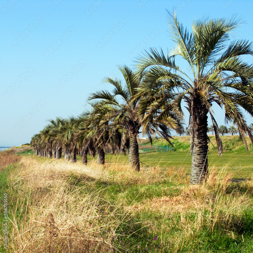 Fototapeta premium 椰子の木