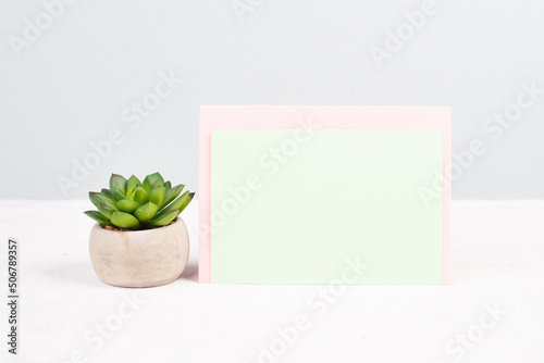 Cactus in a pot on a pastel colored background, minimalistic decoration, plant at the desk, copy space for text, modern home
