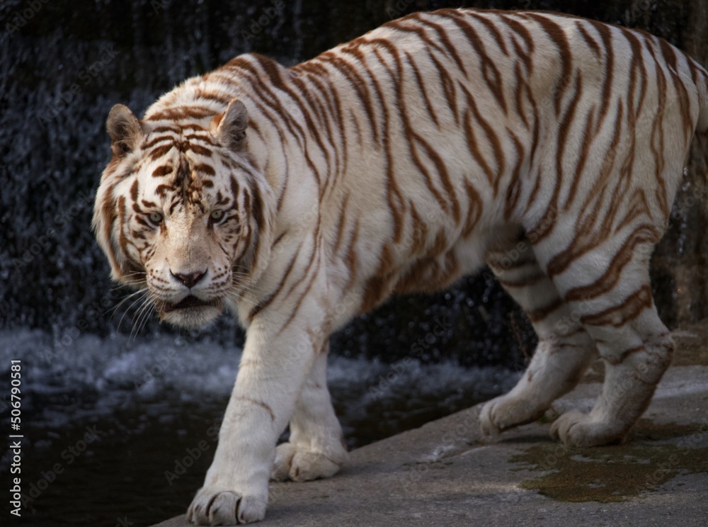 Obraz premium tiger in the zoo