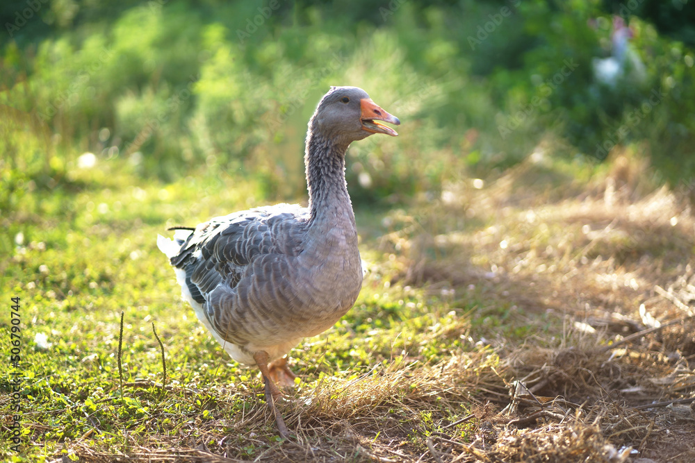 Three geese grazing on the grass. Geese in the grass, domestic bird, flock of geese Three geese grazing on the grass. Geese in the grass, domestic bird, flock of geese