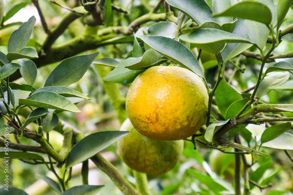 Ripe Orange tree in orange farm.