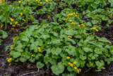 Caltha palustris, marsh-marigold or kingcup, flowers in wet woodland, wild flower