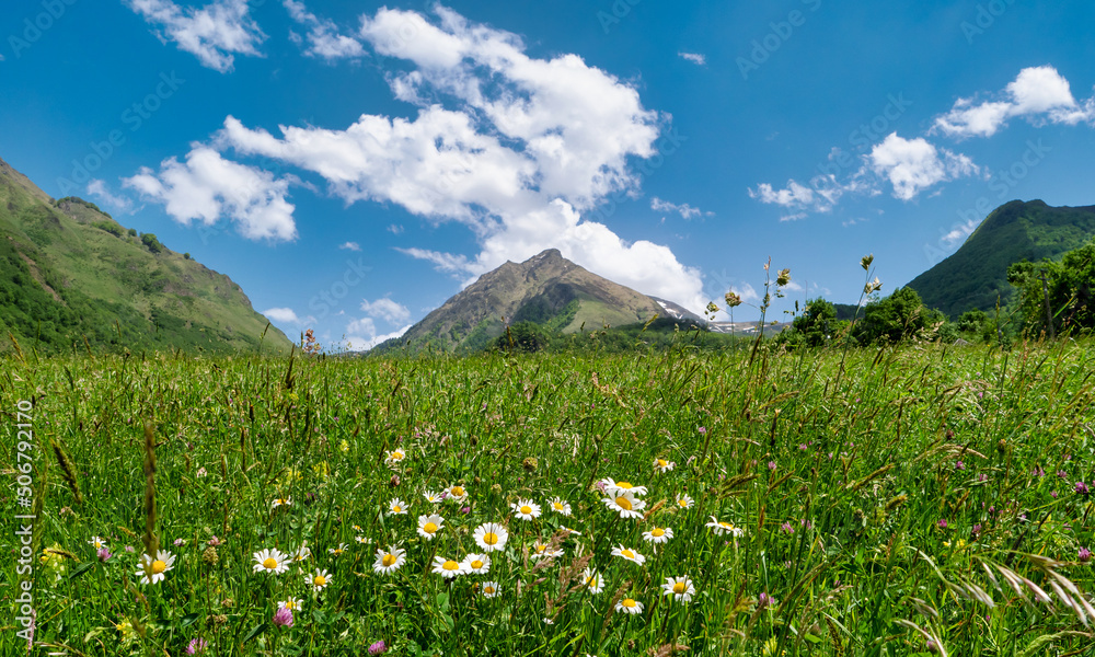 Fototapeta premium Fields of flowers in the mountains, French Pyrenees