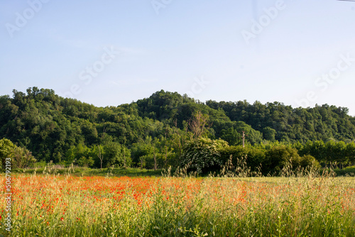 Campo di Papaveri e sullo sfondo la collina alberata photo