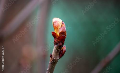 Horse chestnut bud. Blooming tree buds close up. The process of flowering and growth in spring. Soft focus.