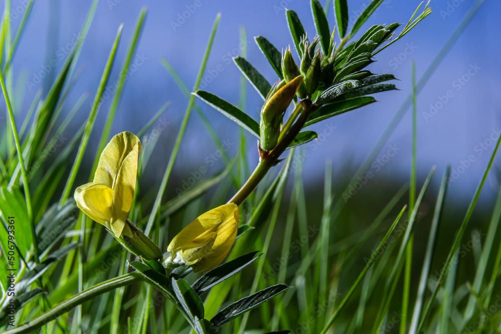 Vicia lutea - smooth yellow vetch. Spring wildflowers on a sunny day in the meadow Vicia lutea - smooth yellow vetch. Spring wildflowers on a sunny day in the meadow