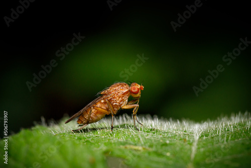 Taufliege (Drosophilidae) auf grünem haarigem Blatt