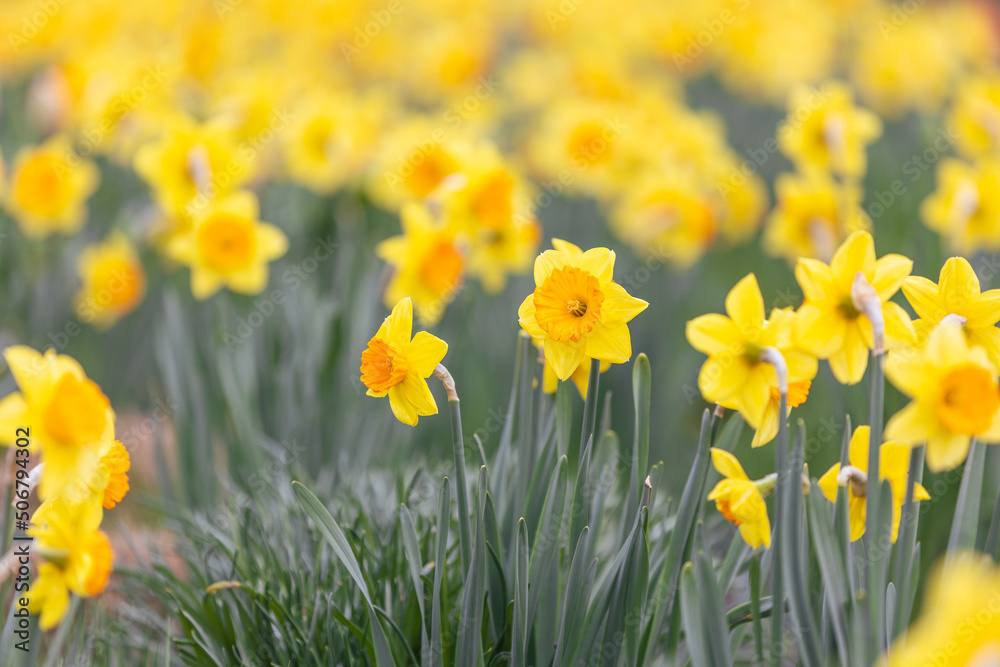 Close up of narcissus flowers blooming in a garden, flowering concept Close up of narcissus flowers blooming in a garden, flowering concept