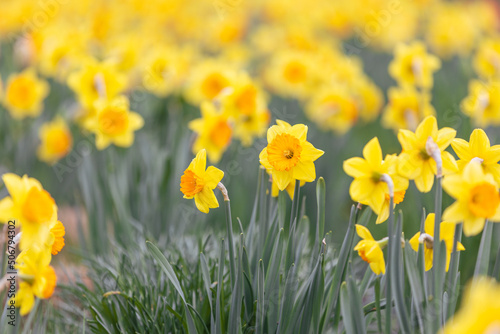 Close up of narcissus flowers blooming in a garden, flowering concept