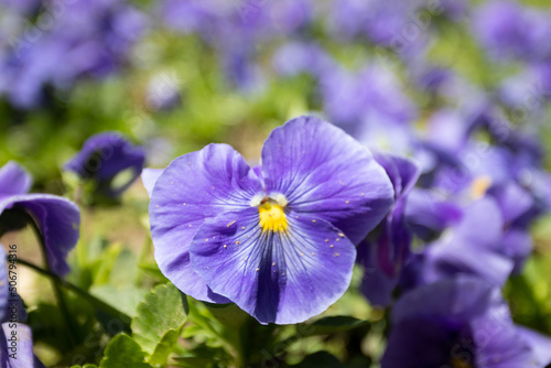 Blue violet flower in a flower bed on the street © epovdima