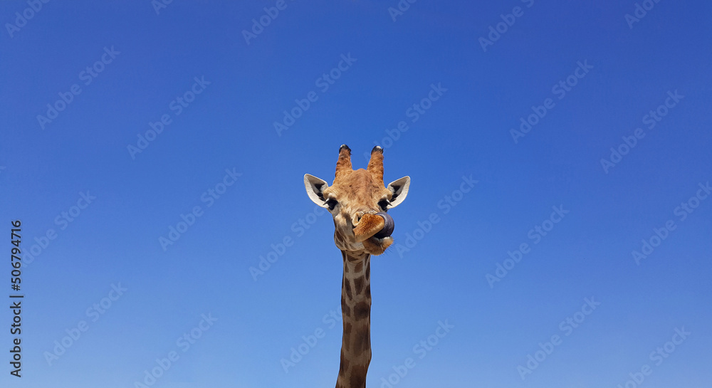 Giraffe with tongue hanging out, with blue sky as background color. Giraffe, head and face against a blue sky without clouds with copy space. Giraffa camelopardalis. Funny giraffe portrait. Giraffe with tongue hanging out, with blue sky as background color. Giraffe, head and face against a blue sky without clouds with copy space. Giraffa camelopardalis. Funny giraffe portrait.