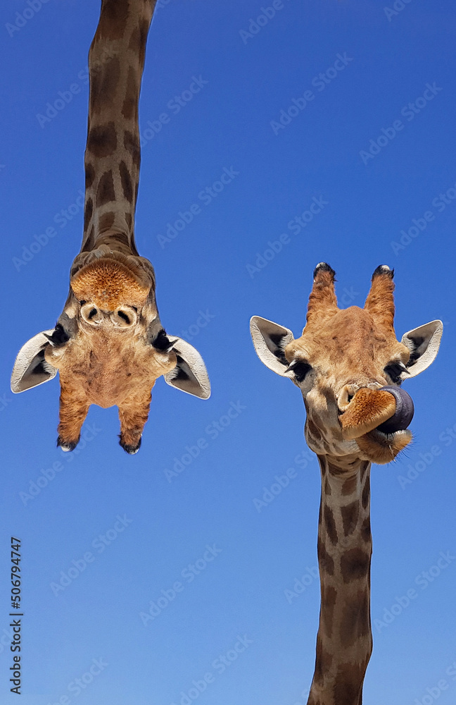 Naklejka premium Two giraffes with blue sky as background color. Giraffe, head and face against a blue sky without clouds with copy space. Giraffa camelopardalis. Funny giraffe portrait. Vertical photography.