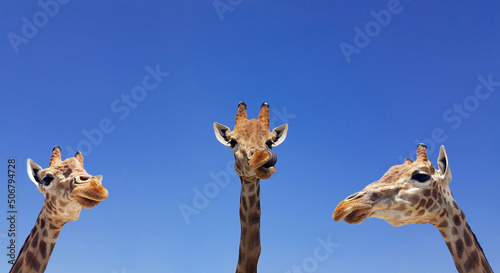 Three giraffes with blue sky as background color. Giraffe, head and face against a blue sky without clouds with copy space. Giraffa camelopardalis. Funny giraffe portrait.