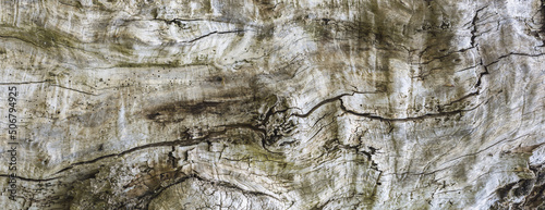  Abstrakcyjne naturalne tło tekstury starego spróchniałego pnia drzewa.
