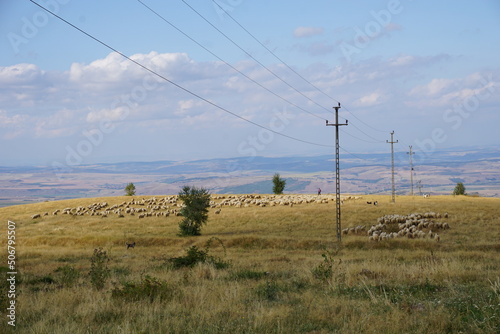 Schafherde mit Hirte, Rumänien
