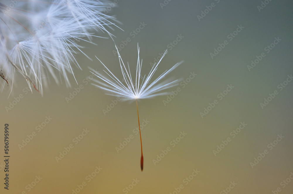 Dandelion down close up. Blurred background with space for text.