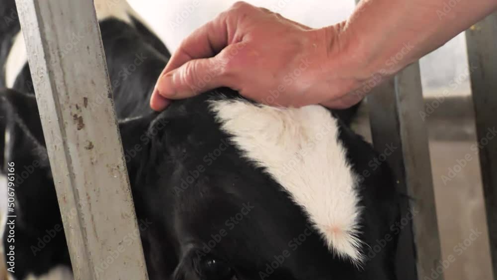 Male hand touches and strokes young calf head at farm Male hand touches and strokes young calf head at farm