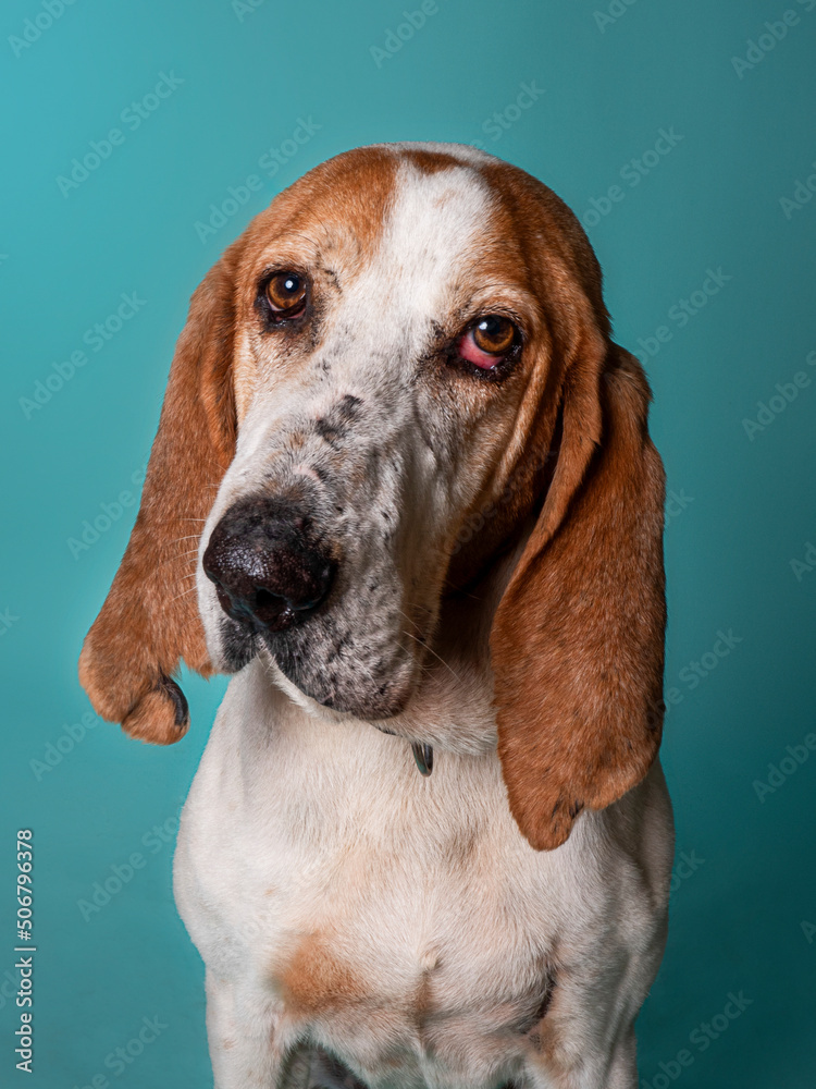 Spanish bloodhound looking at camera in front of blue background