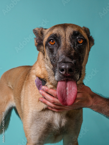 Malinois breed dog looking at the camera with his tongue out in front of a blue background photo