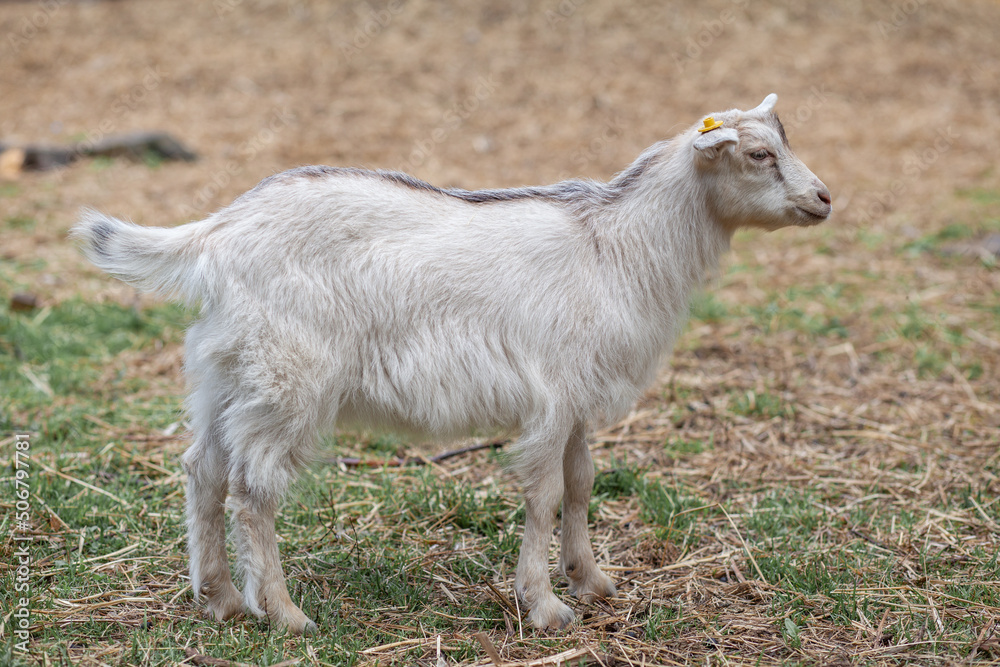 A small goat on the farm grazes and plays. Breeding goats and sheep. Housekeeping. A small goat on the farm grazes and plays. Breeding goats and sheep. Housekeeping.