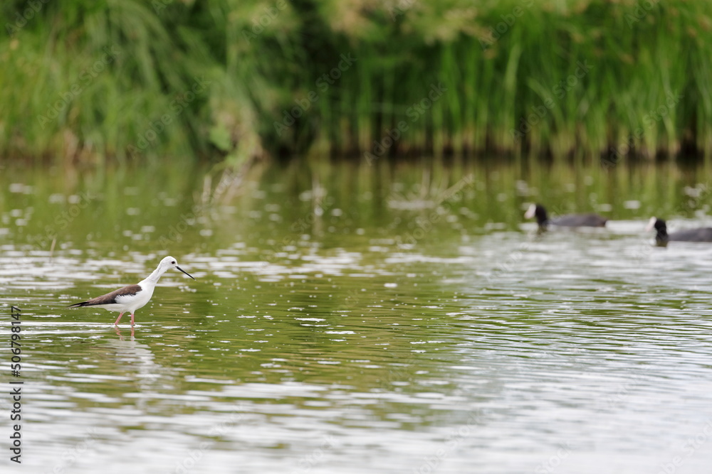 Black-winged Stilt (Himantopus himantopus) walking in the lagoon Black-winged Stilt (Himantopus himantopus) walking in the lagoon