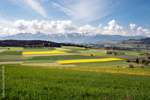 Gantrisch  Aaretal  zwischen Bern und Thun. Landschaft  Landwirtschaft  Felder und Wiesen  Rapsfeld  Raps  Gebirgskette  Gurnigel  Schweiz