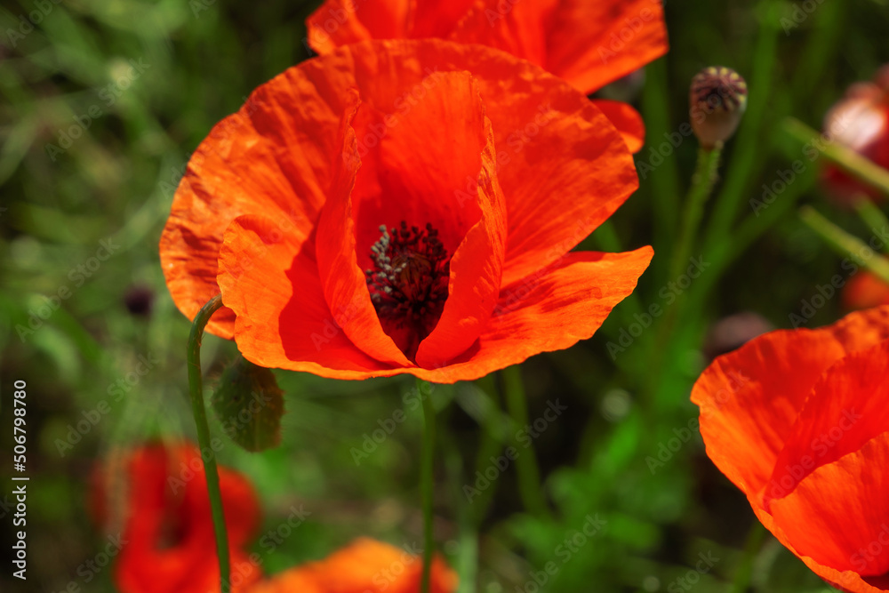 poppy field. Poppies close up poppy field. Poppies close up