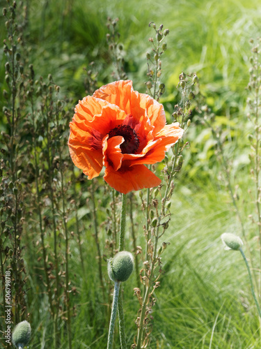 Papaver orientale  - Oriental poppy with brilliant orange-scarlet creased petals on naked stem over a mound of hairy and finely dissected leaves photo