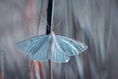 Motyl na łące w kolorach pastelowych