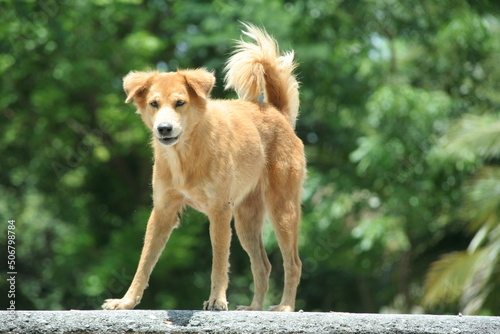 Light brown Thai dog is standing on road in shining day and sunlight on fur with blur green background.