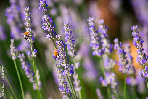 pollinator bee on lavender flower, provence, france