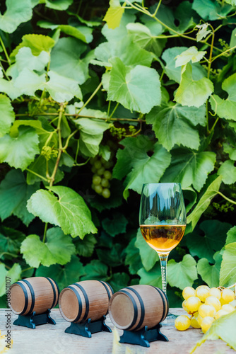 Winery concept. Glass of Chardonnay, Sauvignon white wine with miniature wine barrels on the wooden table with grape berries on background of vineyards. Wine tasting, Degustation. Vertical card.